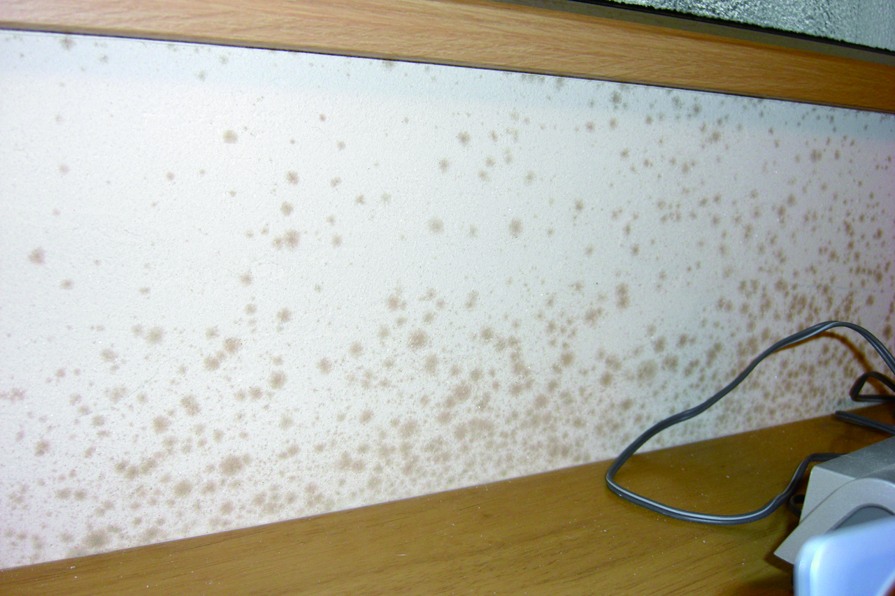 珪藻土にカビ生えるの 珪藻土だけではなく塗り壁材にカビが生えるって本当なの Em Max